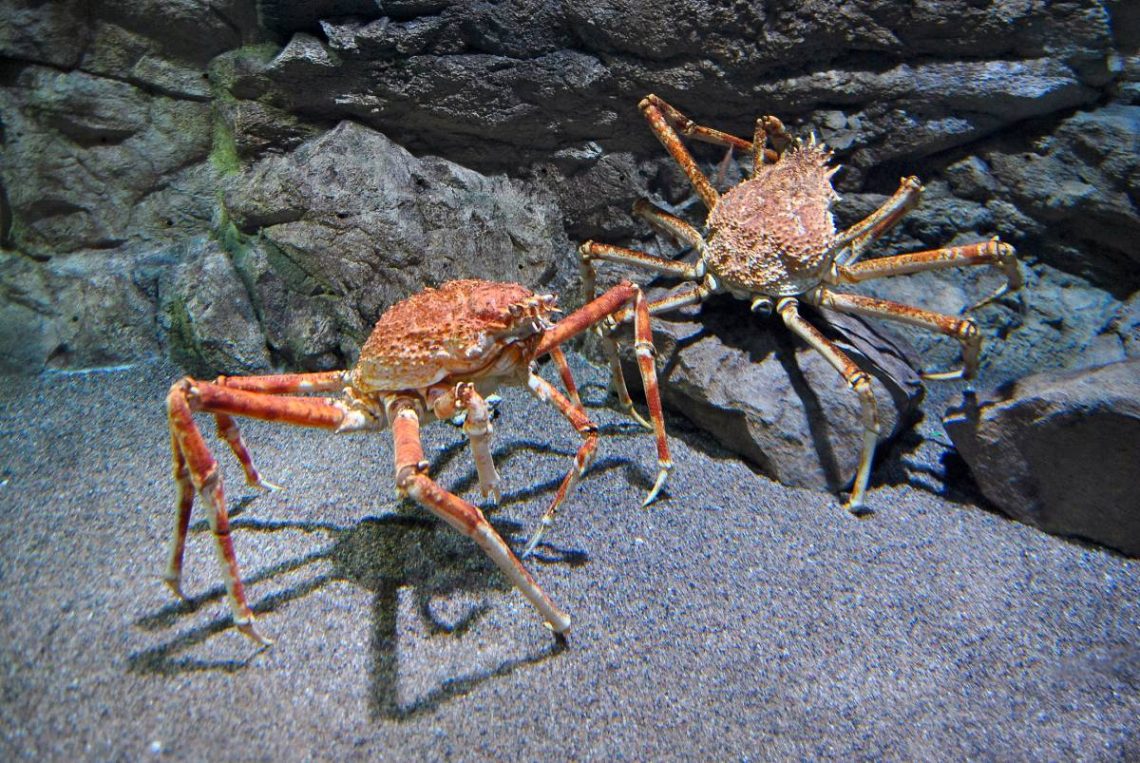 Orange spider-crabs with long legs crawl on rocks near sandy beach. Creatures from Thomisidae family of spiders cast shadows on sunny day extreme closeup
